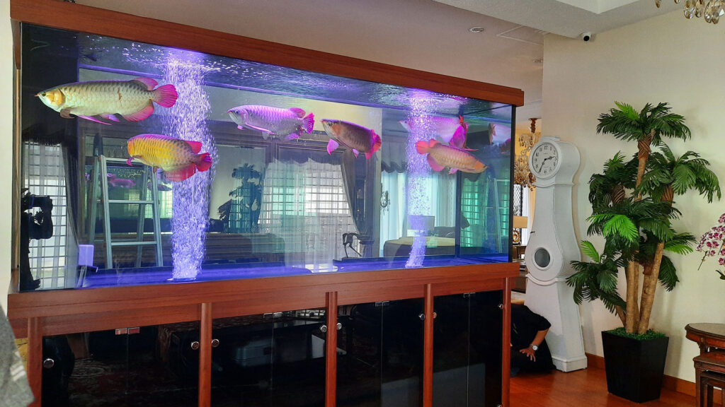 aquarium ikan arwana